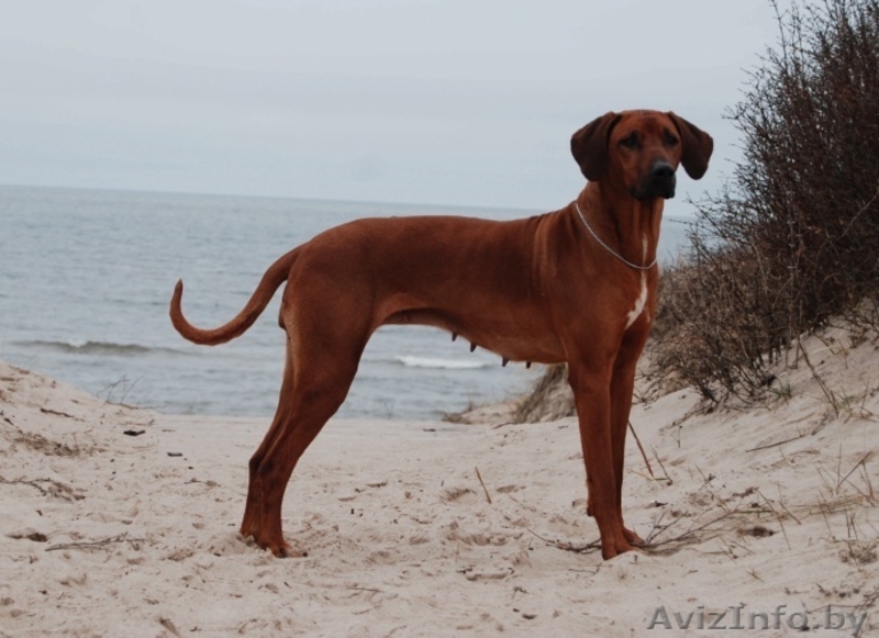 Родезийский риджбек - Изображение #4, Объявление #91405