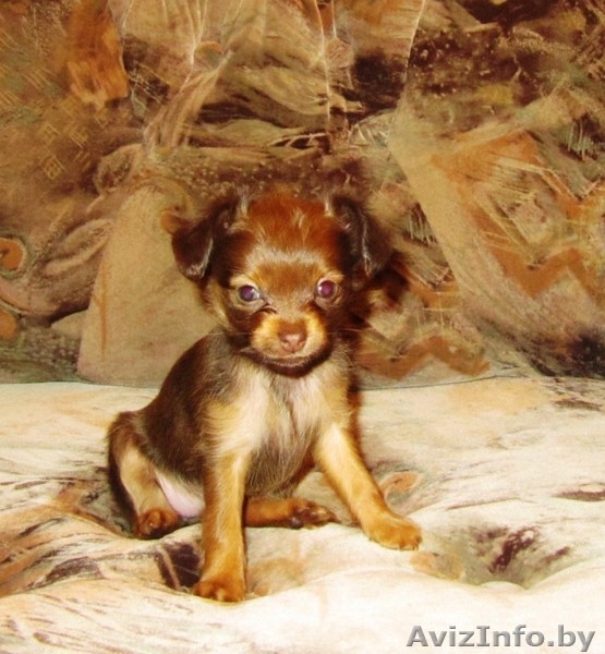 Русский дл\ш той-терьер - Изображение #1, Объявление #86651