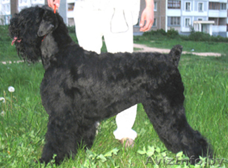 щенки русского черного терьера  - Изображение #2, Объявление #37369