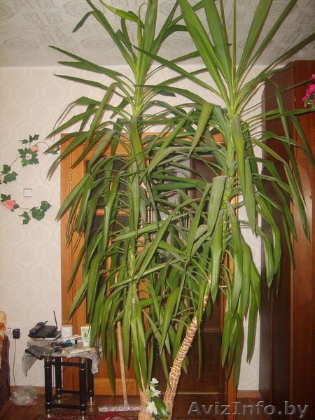 Продам Юкку 8(029)7057556 - Изображение #1, Объявление #92735