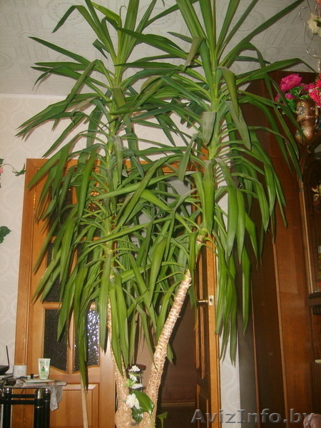 Продам Юкку 8(029)7057556 - Изображение #2, Объявление #92735