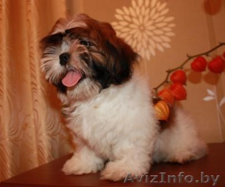 Продаются щенки ши-тцу! - Изображение #2, Объявление #90770