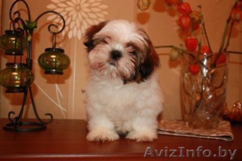 Продаются щенки ши-тцу! - Изображение #3, Объявление #90770