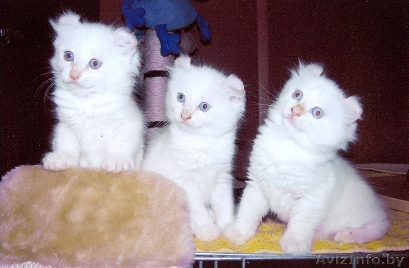 Продаются котята породы американский керл - Изображение #3, Объявление #93458