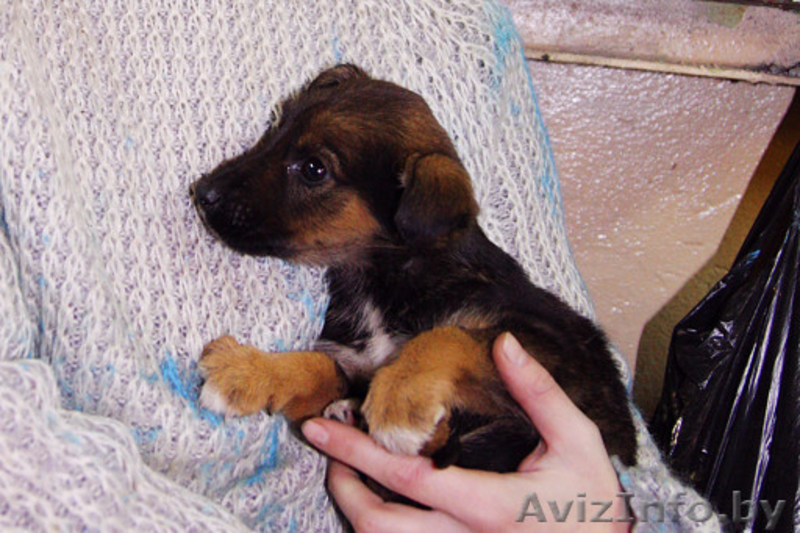 Замечательные щенки в добрые руки, возраст 2 месяца - Изображение #2, Объявление #88091