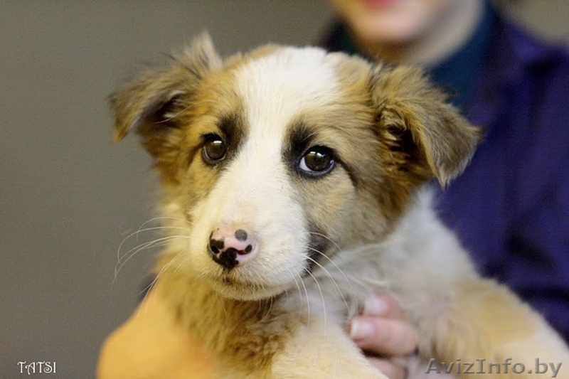 Замечательные щенки в добрые руки, возраст 2 месяца - Изображение #3, Объявление #88091