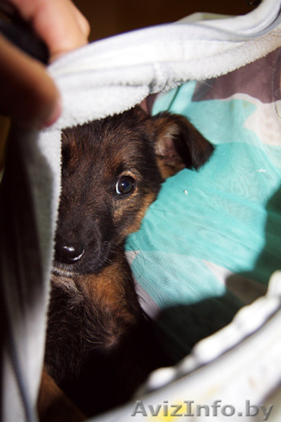 Замечательные щенки в добрые руки, возраст 2 месяца - Изображение #1, Объявление #88091