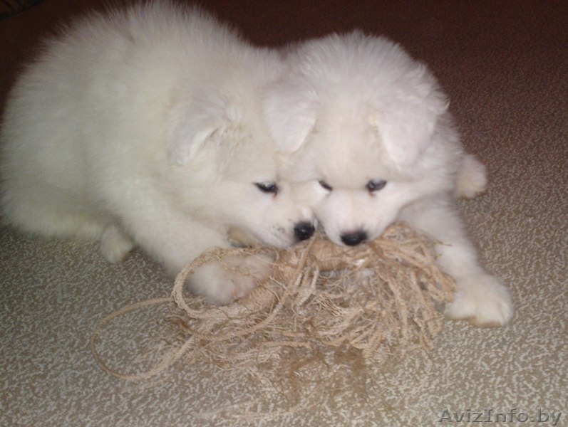 Самоед (Самоедская собака) - Изображение #3, Объявление #110316