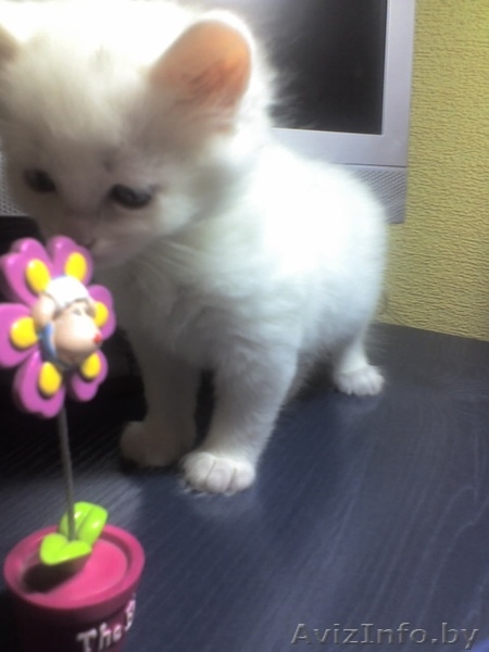 шикарные ангорские котята 1,5 месяца,приучены к туалету,за символическую плату - Изображение #1, Объявление #110679