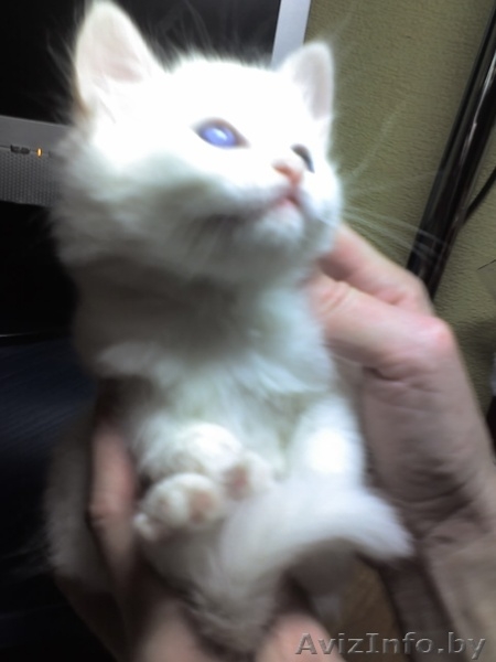 шикарные ангорские котята 1,5 месяца,приучены к туалету,за символическую плату - Изображение #2, Объявление #110679