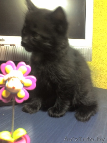 шикарные ангорские котята 1,5 месяца,приучены к туалету,за символическую плату - Изображение #3, Объявление #110679