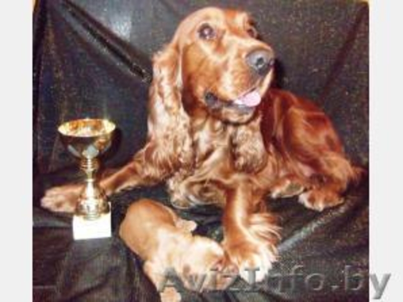 Английский кокер спаниель щеночки!!!!!!!!! - Изображение #1, Объявление #105144