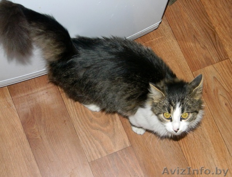 =====> Кот Тима ищет новых хоязев!!!!!! - Изображение #1, Объявление #105689