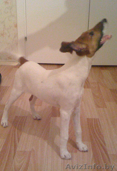 фокстерьер гладкошерстный - Изображение #3, Объявление #117644
