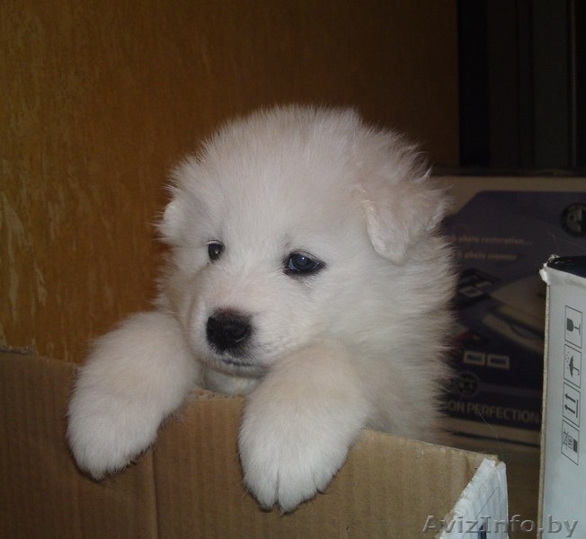 Самоед (Самоедская собака) - Изображение #2, Объявление #110316