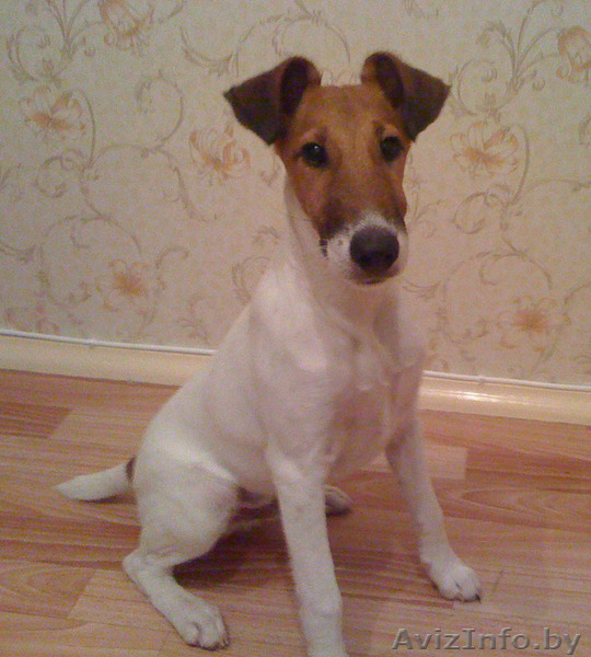фокстерьер гладкошерстный - Изображение #2, Объявление #117644