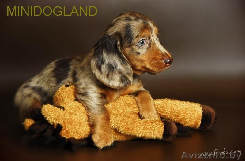 щенки таксы кроличей и миниатюрной д-ш и г-ш разл окрасы - Изображение #1, Объявление #105466