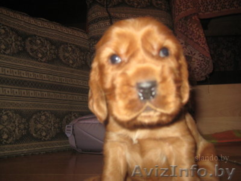 Английский кокер спаниель щеночки!!!!!!!!! - Изображение #2, Объявление #105144