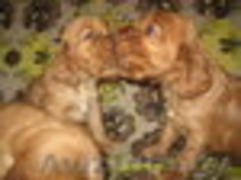 Английский кокер спаниель щеночки!!!!!!!!! - Изображение #3, Объявление #105144