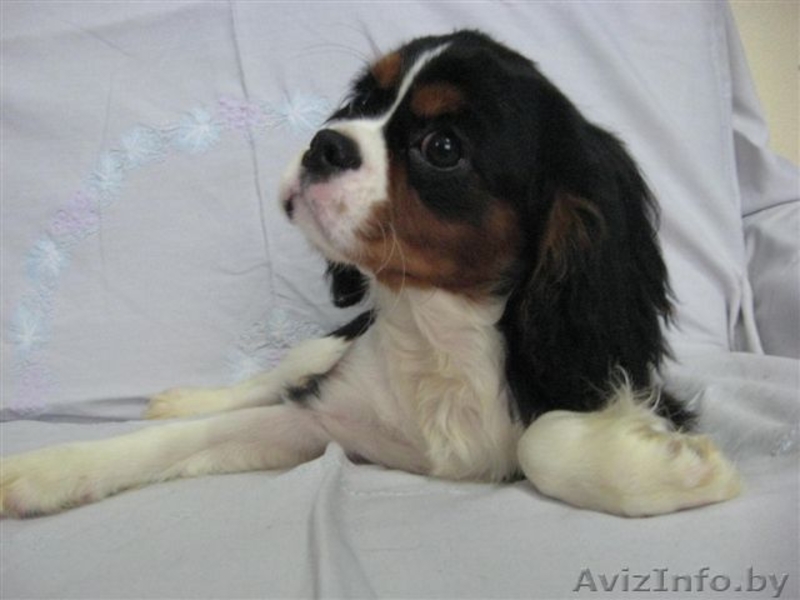 Пpoдaютcя щeнки Kaвaлep кинг Чapльз cпaниeля - Изображение #3, Объявление #118035