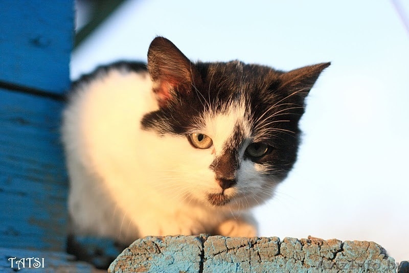 Боник - котенок-интеллигент с роскошными усами - Изображение #2, Объявление #108535