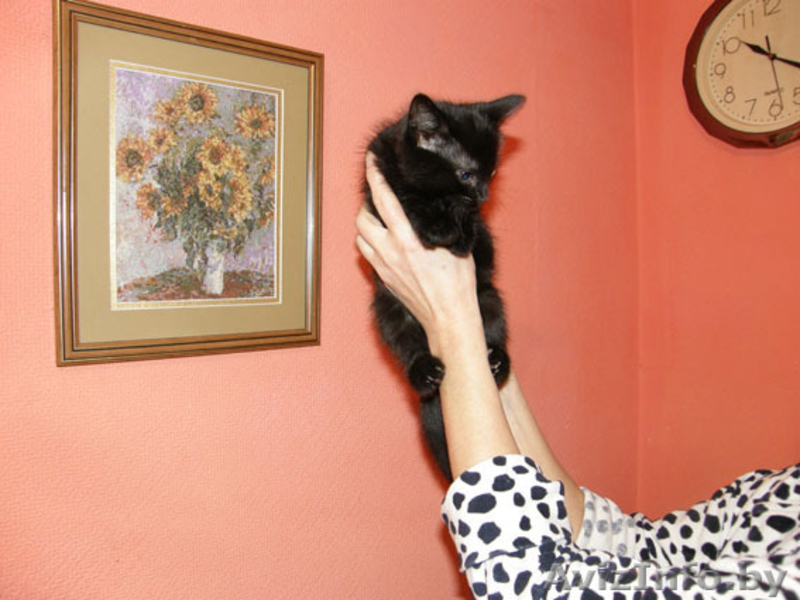 Отдам в добрые руки - Изображение #3, Объявление #108751