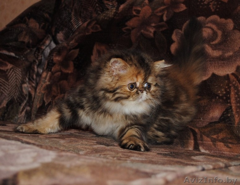 Продается очаровательная персидская кошечка - Изображение #3, Объявление #109594