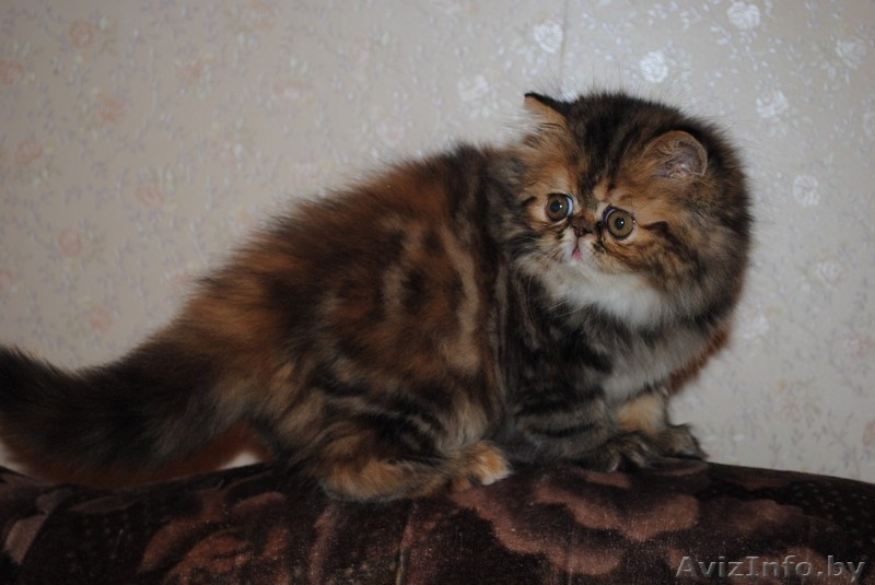 Продается очаровательная персидская кошечка - Изображение #1, Объявление #109594