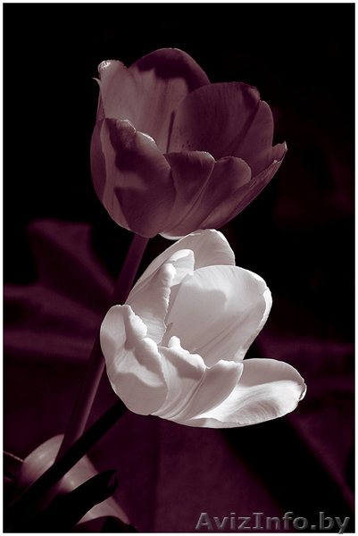 Продажа тюльпанов, лилий, геоцинтов, крокусов в Беларуси оптом и в розницу. - Изображение #3, Объявление #111180