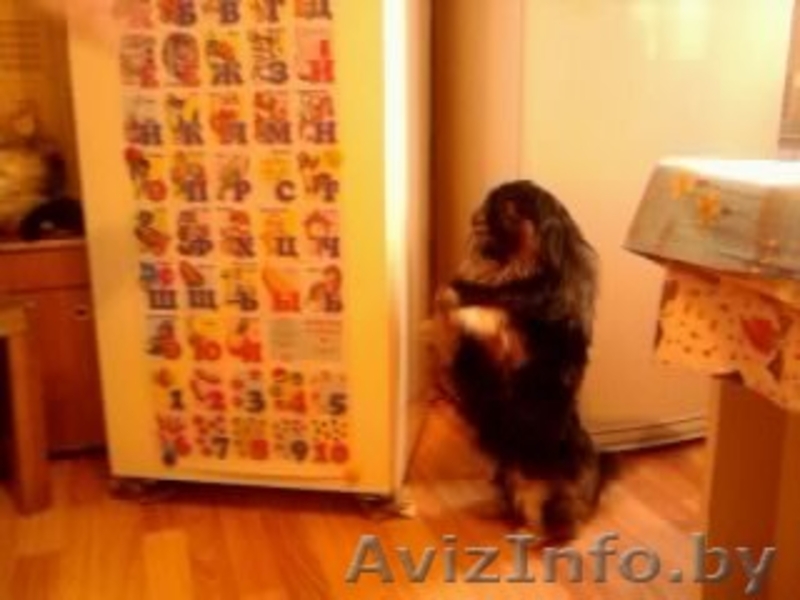 Пекинес мальчик. Шикарный, любвиобильный, чёрный пекинес ищет подружку для вязки - Изображение #2, Объявление #113582