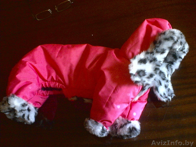 ОДЕЖДА ДЛЯ КОТОВ И СОБАК - Изображение #2, Объявление #105963
