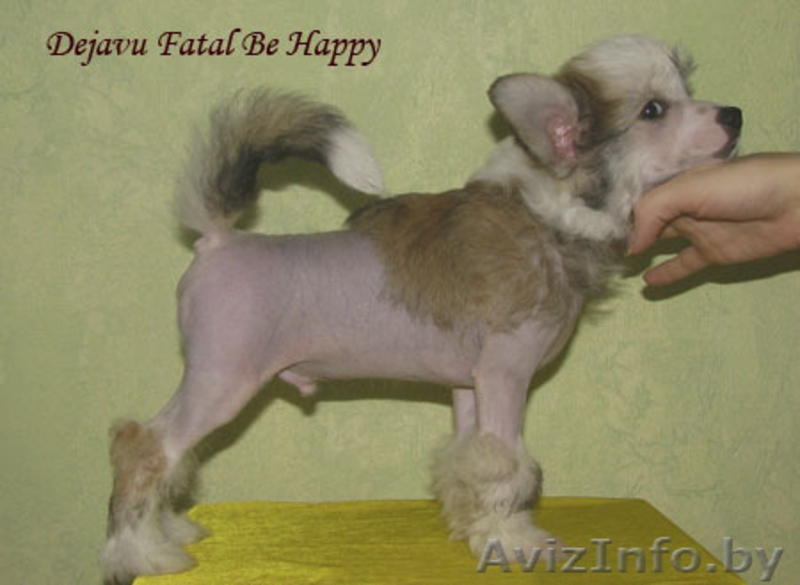 Китайская хохлатая собака - щенки! - Изображение #1, Объявление #116006