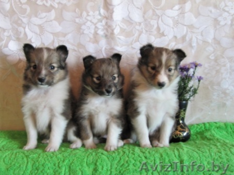 Шелти щенки рыжего окраса - Изображение #3, Объявление #115926