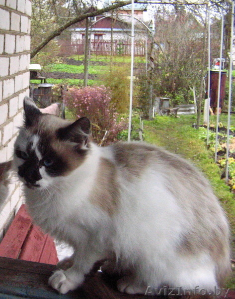 Котята хотят в добрые руки - Изображение #2, Объявление #104096