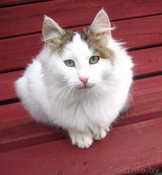 Котята хотят в добрые руки - Изображение #1, Объявление #104096