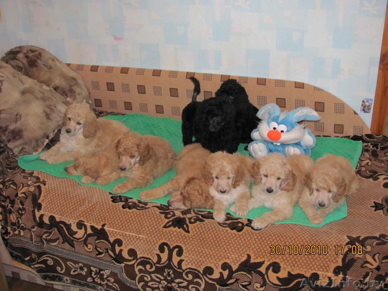 Продаются щенки большого пуделя - Изображение #2, Объявление #105580