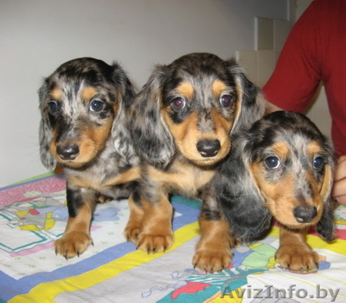 Таксы карликовой длинношерстной шикарные детки шоу-класса. - Изображение #1, Объявление #110439