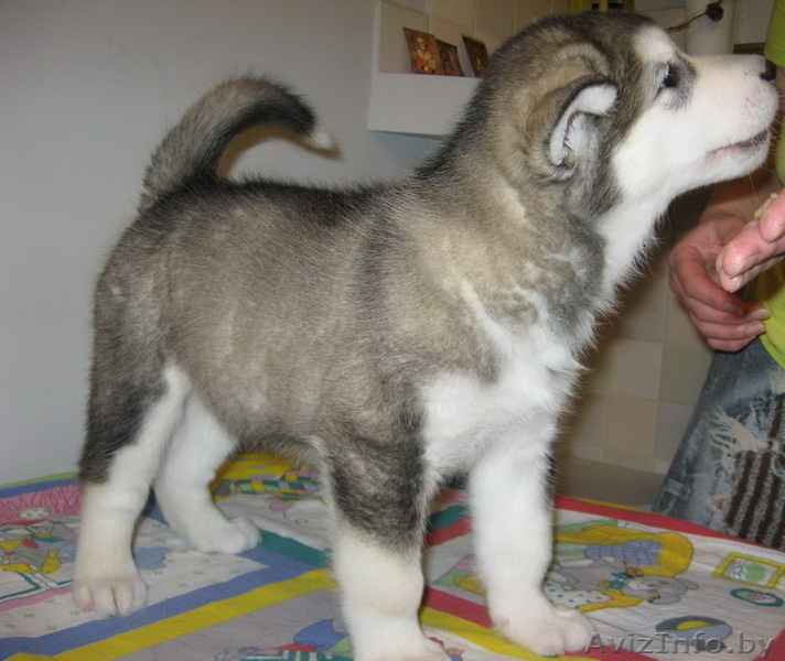 Аляскинского маламута щенок - Изображение #2, Объявление #110444