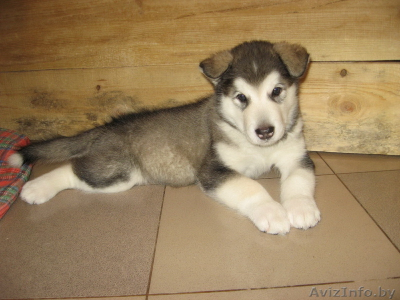 Аляскинского маламута щенок - Изображение #1, Объявление #110444