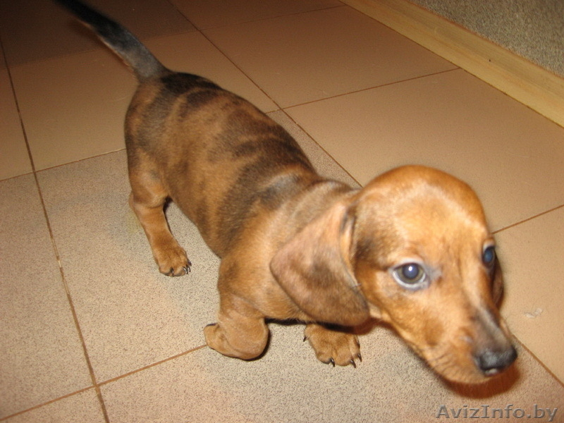 Таксы карликовой редкого коричнево - мраморного окраса щенки. - Изображение #2, Объявление #110441