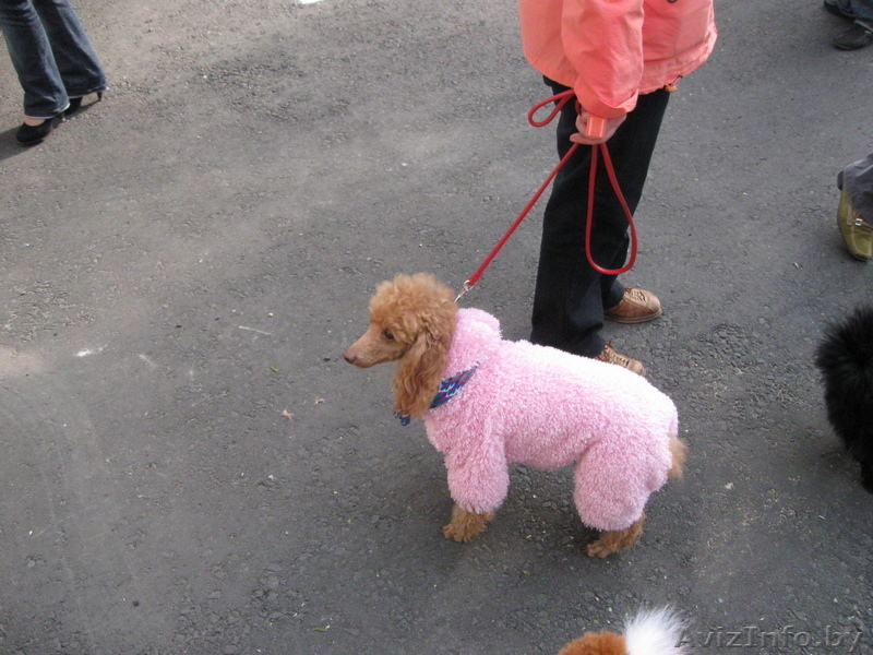 ОДЕЖДА ДЛЯ КОТОВ И СОБАК - Изображение #4, Объявление #105963