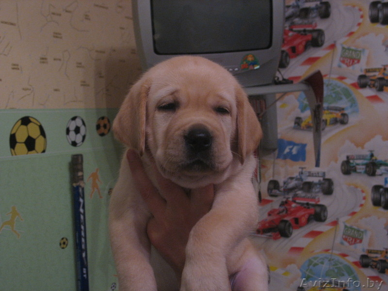 продаем щенков лабрадора - Изображение #2, Объявление #111151