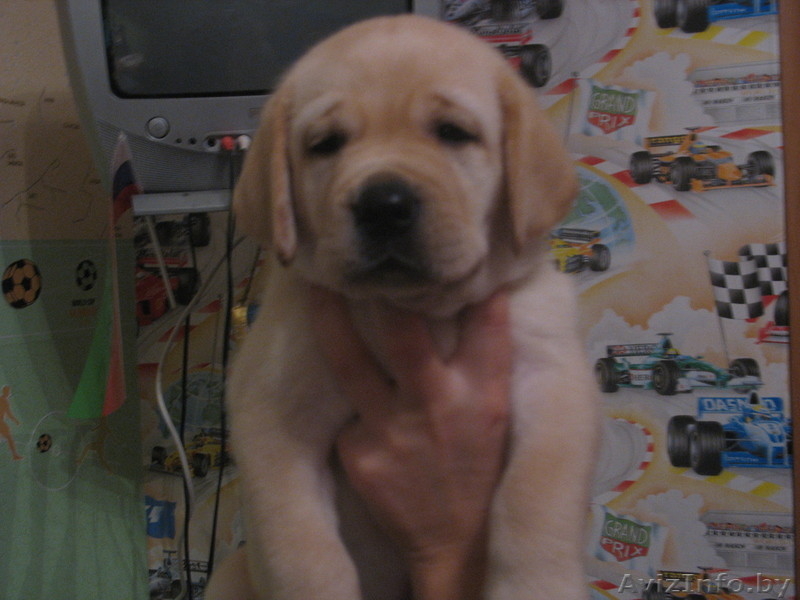 продаем щенков лабрадора - Изображение #3, Объявление #111151