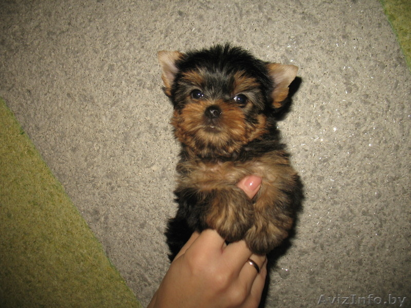 Щенки йорка недорого - Изображение #3, Объявление #116172