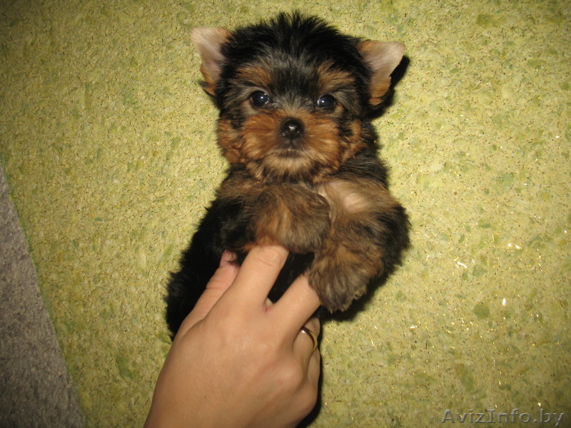 Щенки йорка недорого - Изображение #2, Объявление #116172