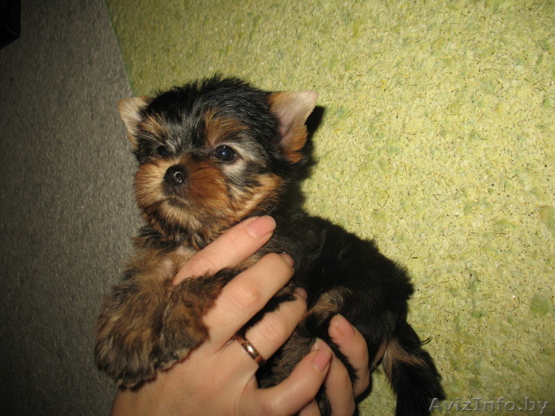 Щенки йорка недорого - Изображение #1, Объявление #116172