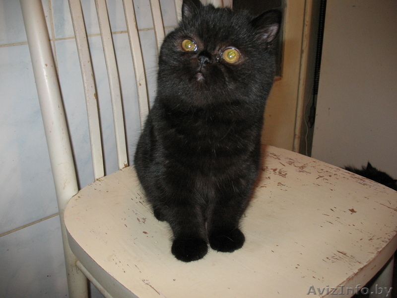 Продаю недорого экзотических короткошерстных котят  - Изображение #1, Объявление #104871