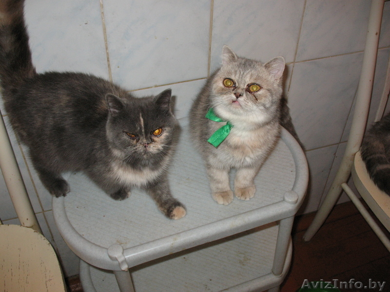 Продаю недорого экзотических короткошерстных котят  - Изображение #2, Объявление #104871