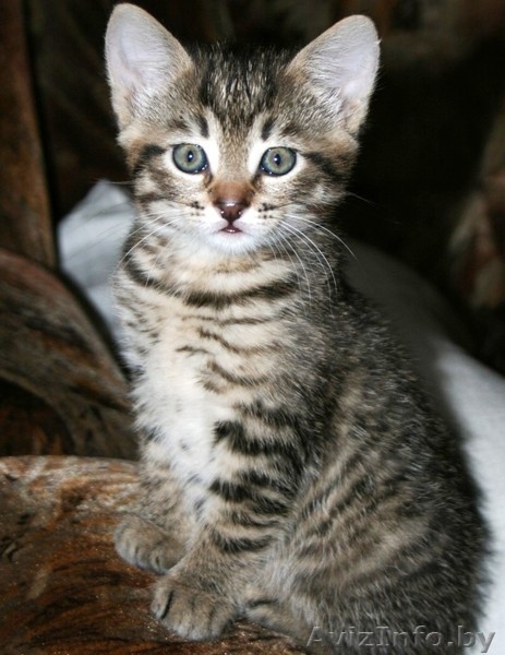 2 МИЛЕНЬКИХ КОТЕНКА ИЩУТ НОВЫХ ХОЗЯЕВ!!!! - Изображение #2, Объявление #117967