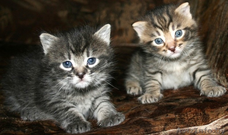 2 МИЛЕНЬКИХ КОТЕНКА ИЩУТ НОВЫХ ХОЗЯЕВ!!!! - Изображение #1, Объявление #117967